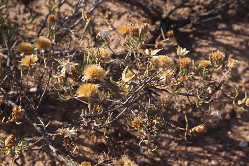 Pteronia glabrata photo 3