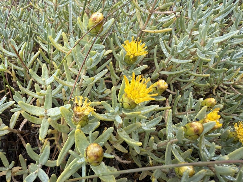 Pteronia glabrata photo 4