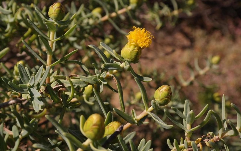 Pteronia glabrata photo 5