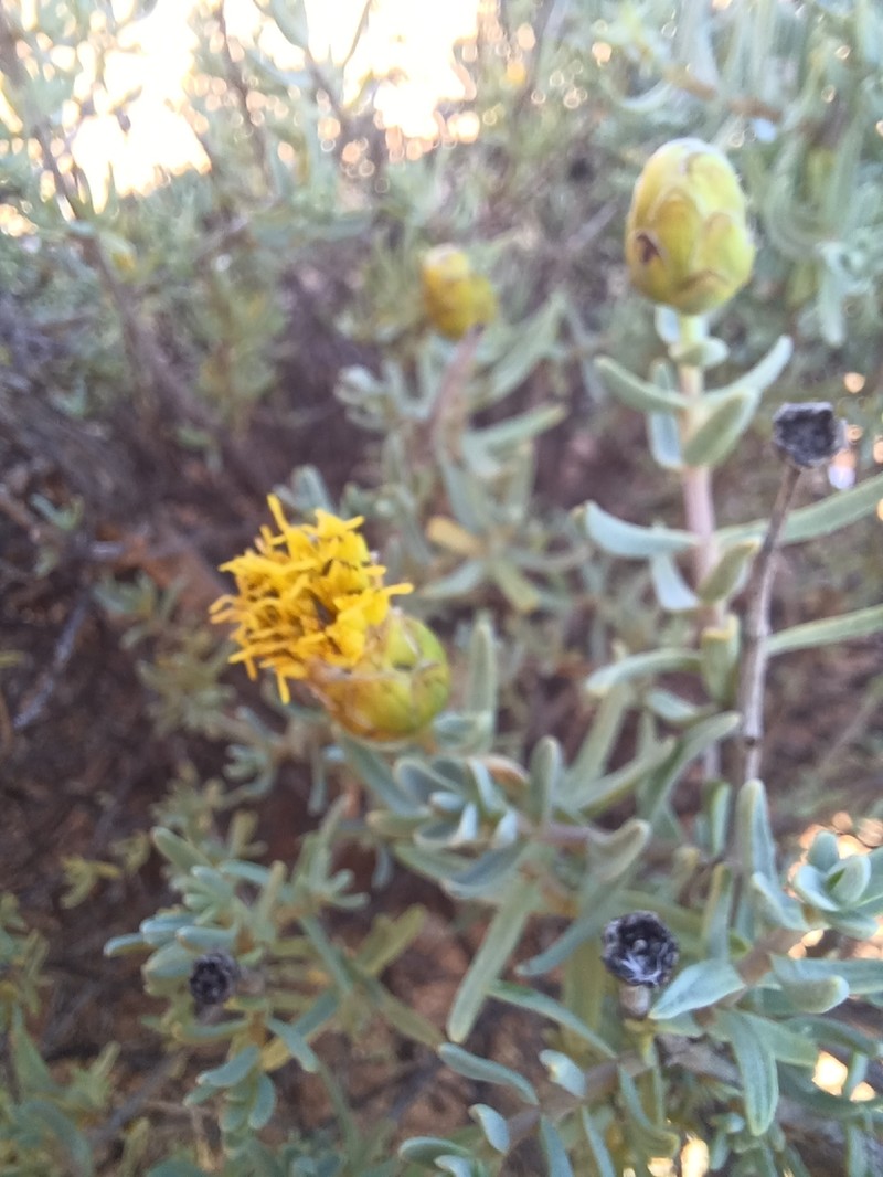 Pteronia glabrata photo 6