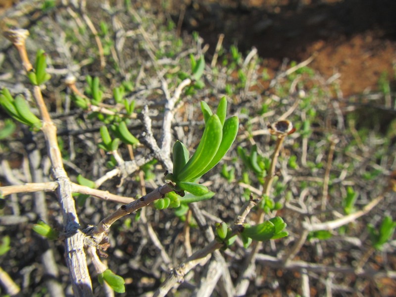 Pteronia glabrata photo 7