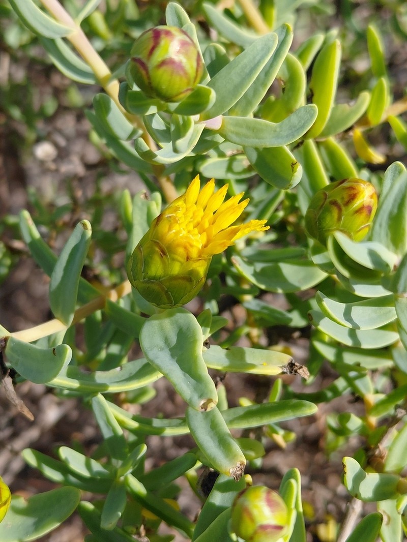 Pteronia glabrata photo 8
