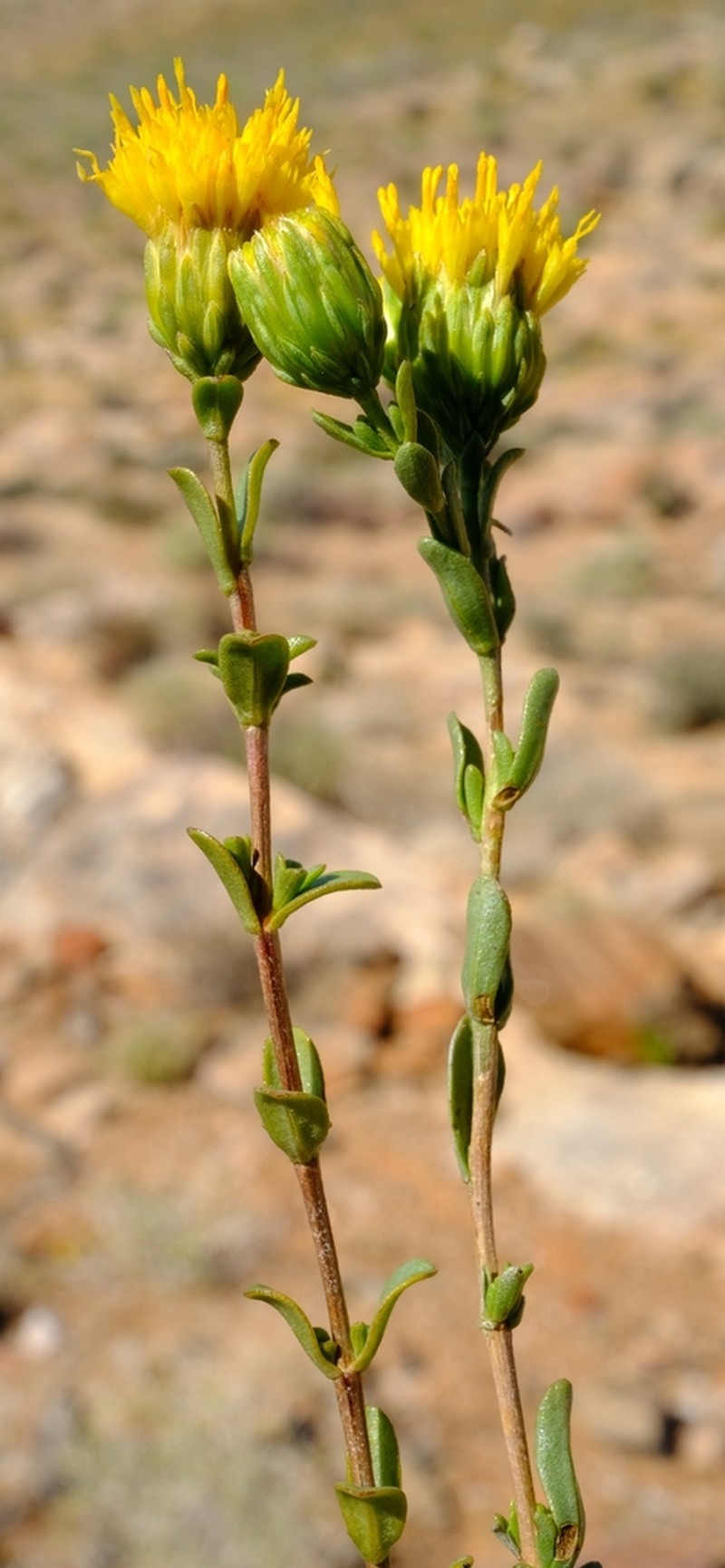 Pteronia glandulosa