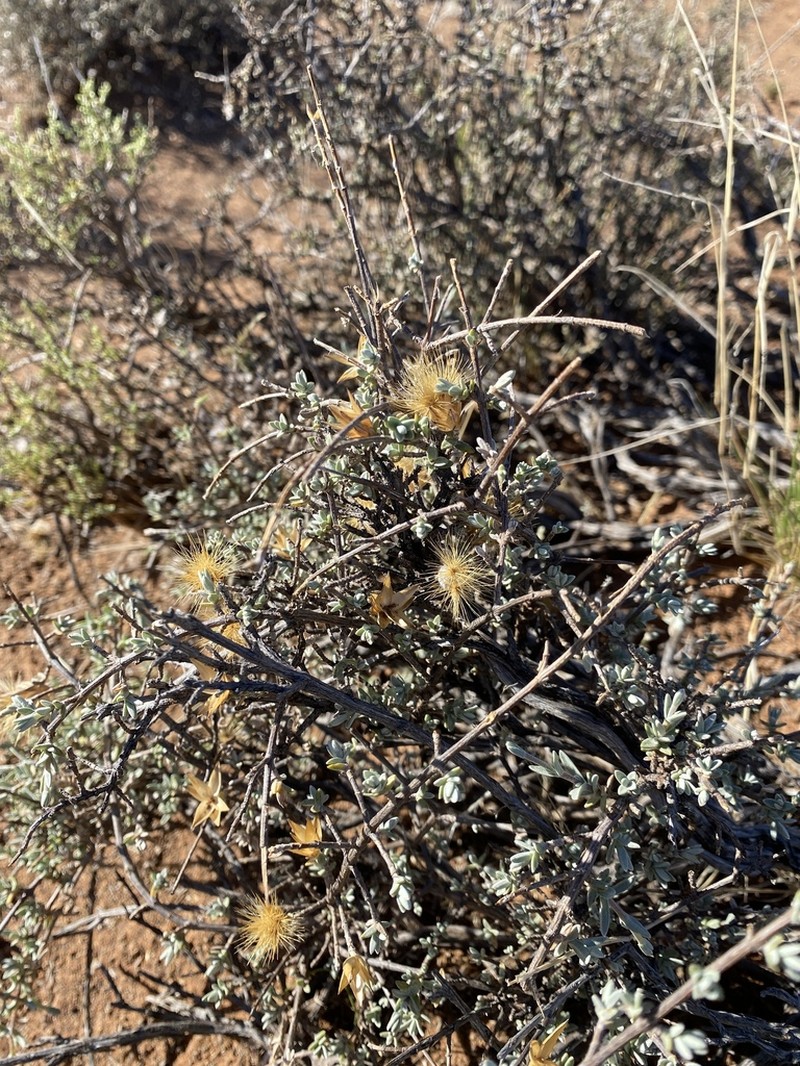 Pteronia glauca
