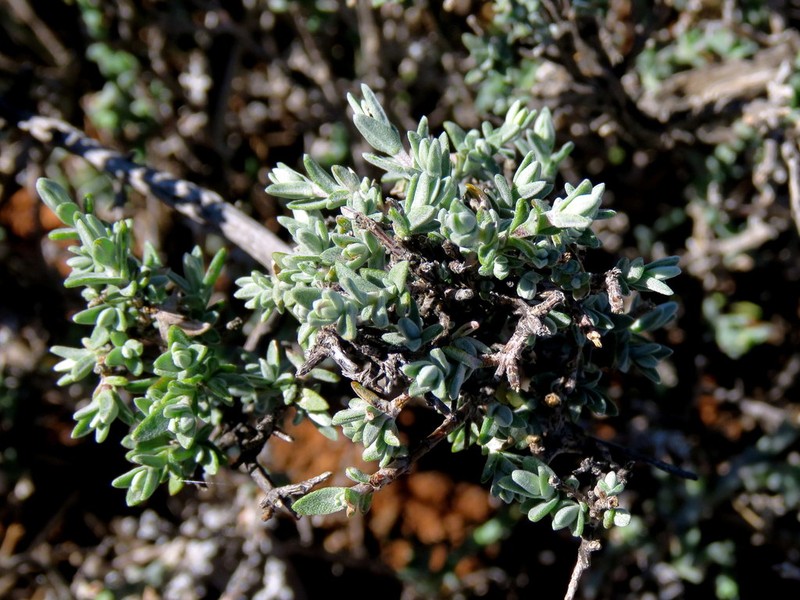 Pteronia glauca photo 2