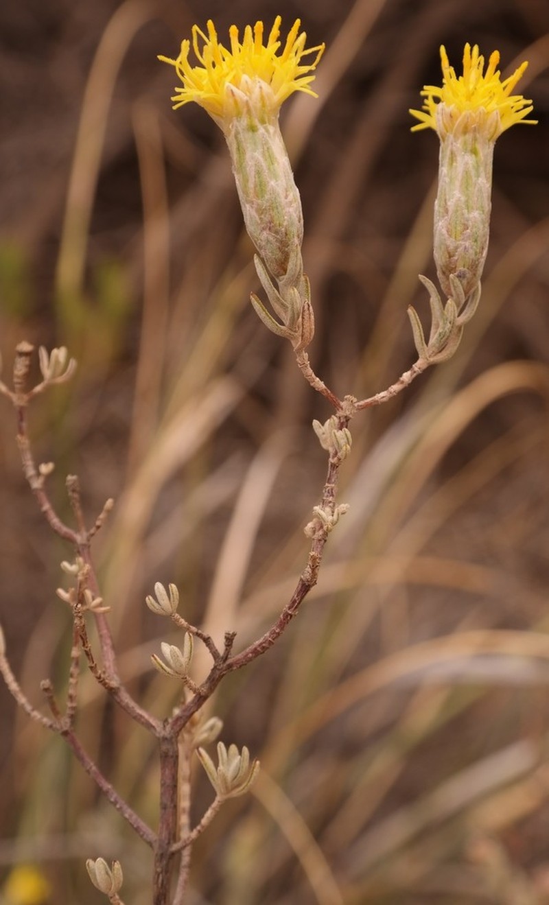 Pteronia glauca photo 3