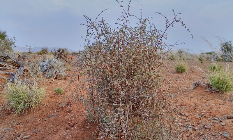Pteronia glauca photo 4