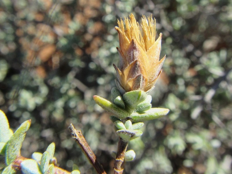 Pteronia glauca photo 6