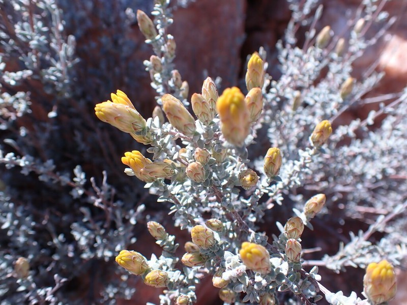 Pteronia glauca photo 7