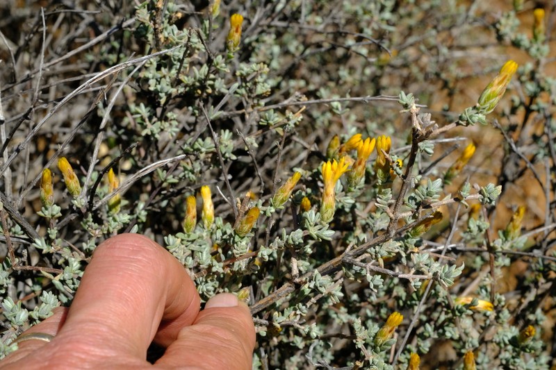 Pteronia glauca photo 8