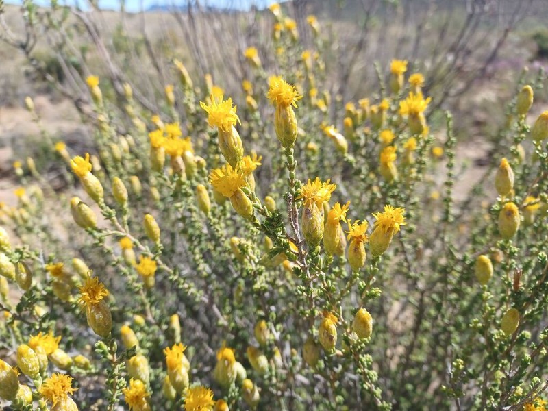 Pteronia glomerata