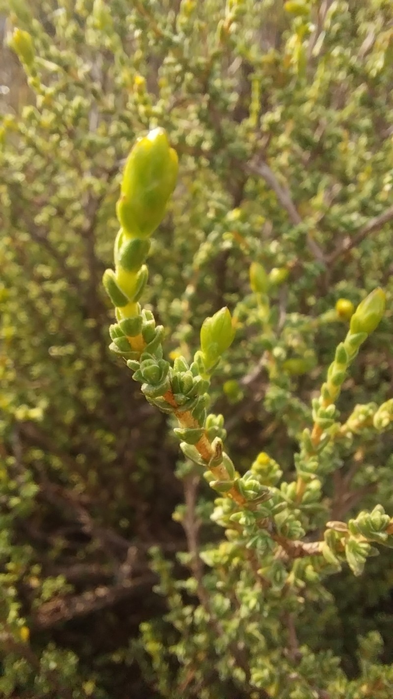 Pteronia glomerata photo 2
