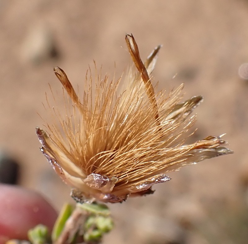 Pteronia glomerata photo 3