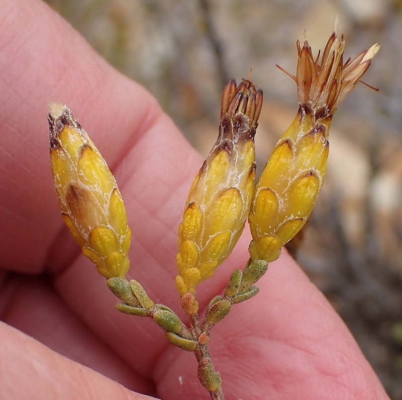 Pteronia glomerata photo 4