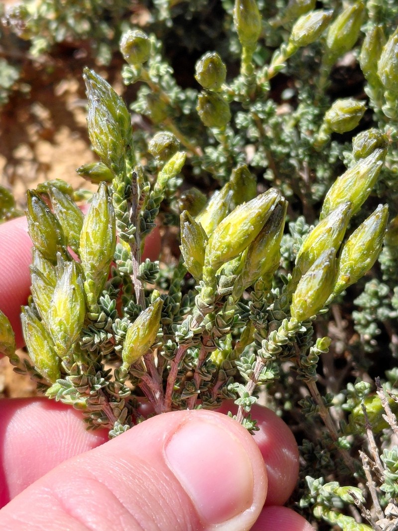 Pteronia glomerata photo 5
