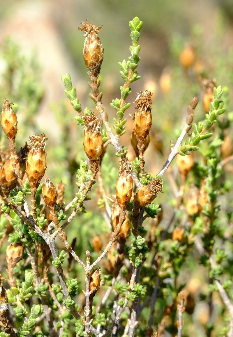 Pteronia glomerata photo 6
