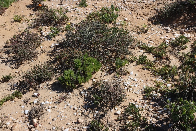 Pteronia heterocarpa