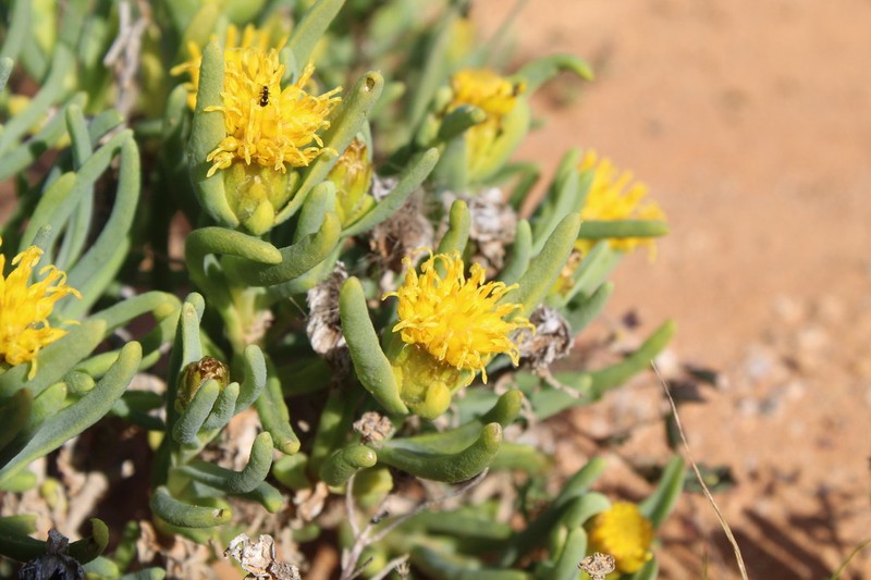Pteronia heterocarpa photo 2