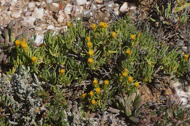 Pteronia heterocarpa photo 3