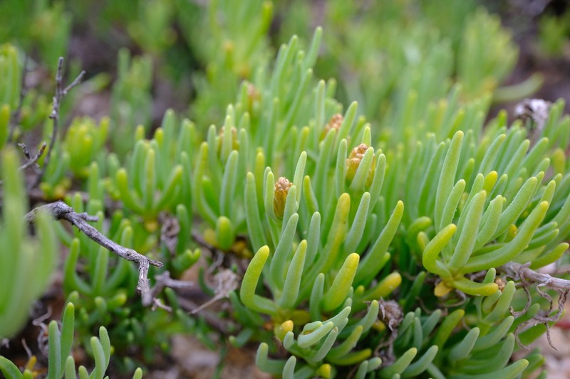 Pteronia heterocarpa photo 5