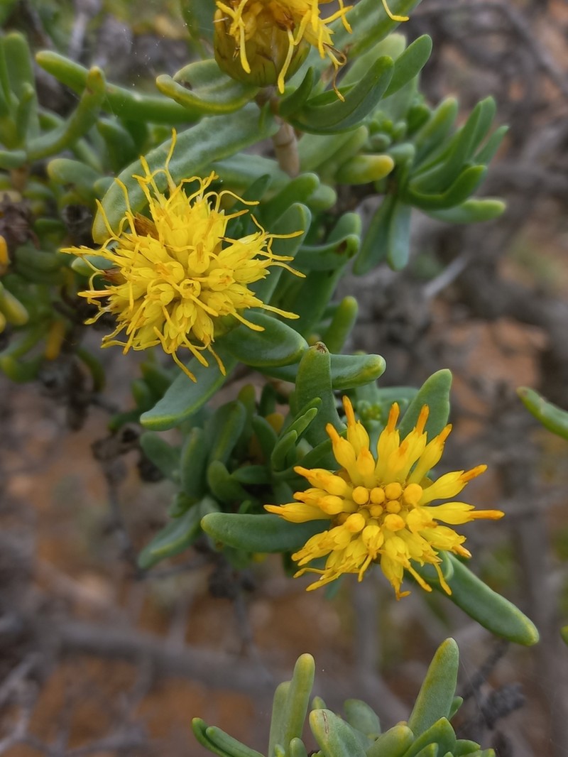 Pteronia heterocarpa photo 6