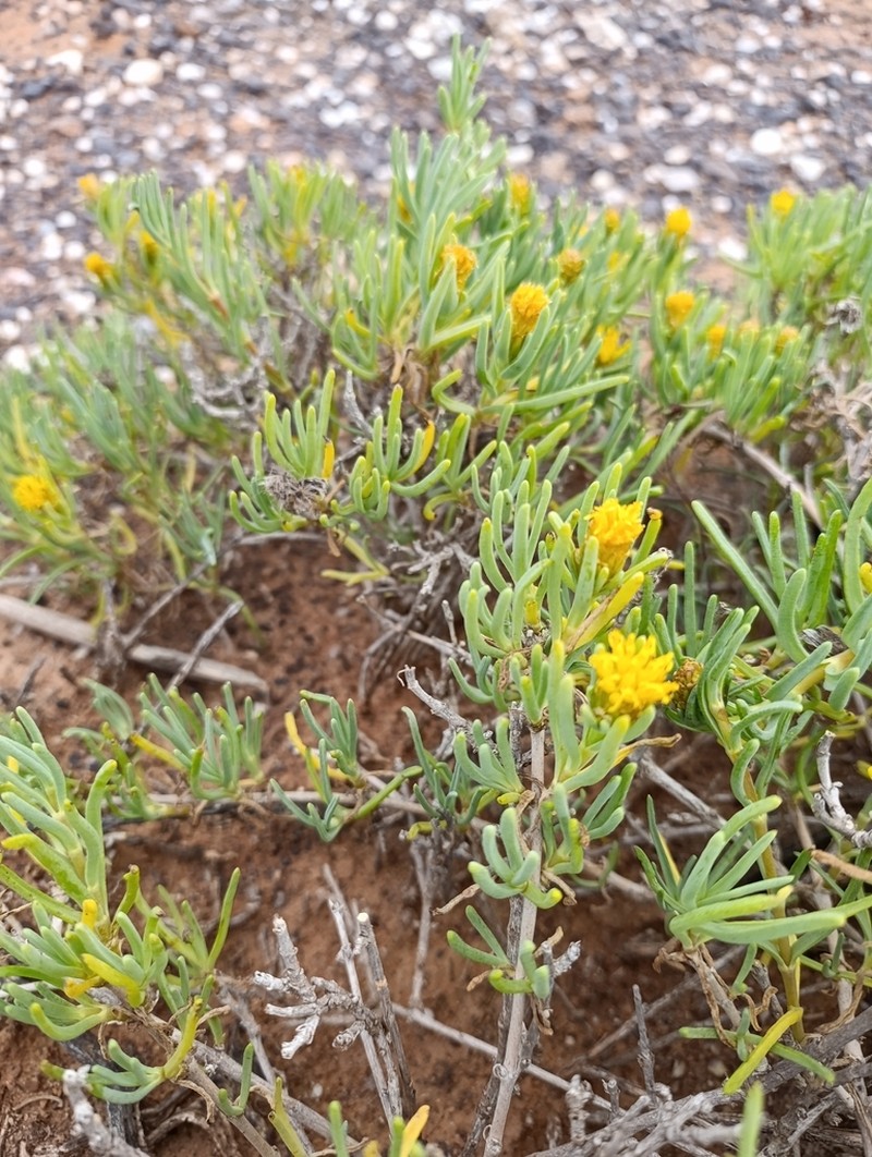 Pteronia heterocarpa photo 8