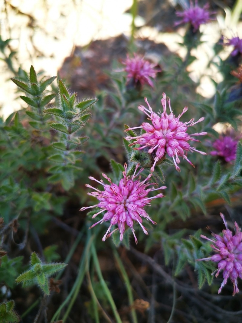 Pteronia hirsuta