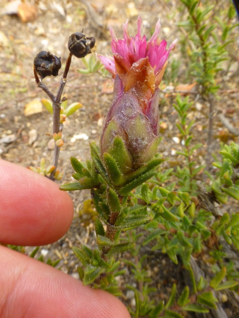 Pteronia hirsuta photo 2