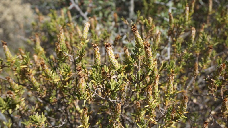 Pteronia hutchinsoniana