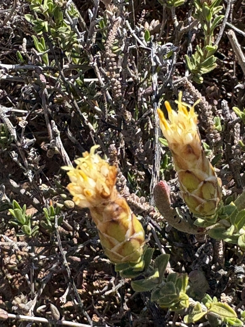 Pteronia hutchinsoniana photo 2