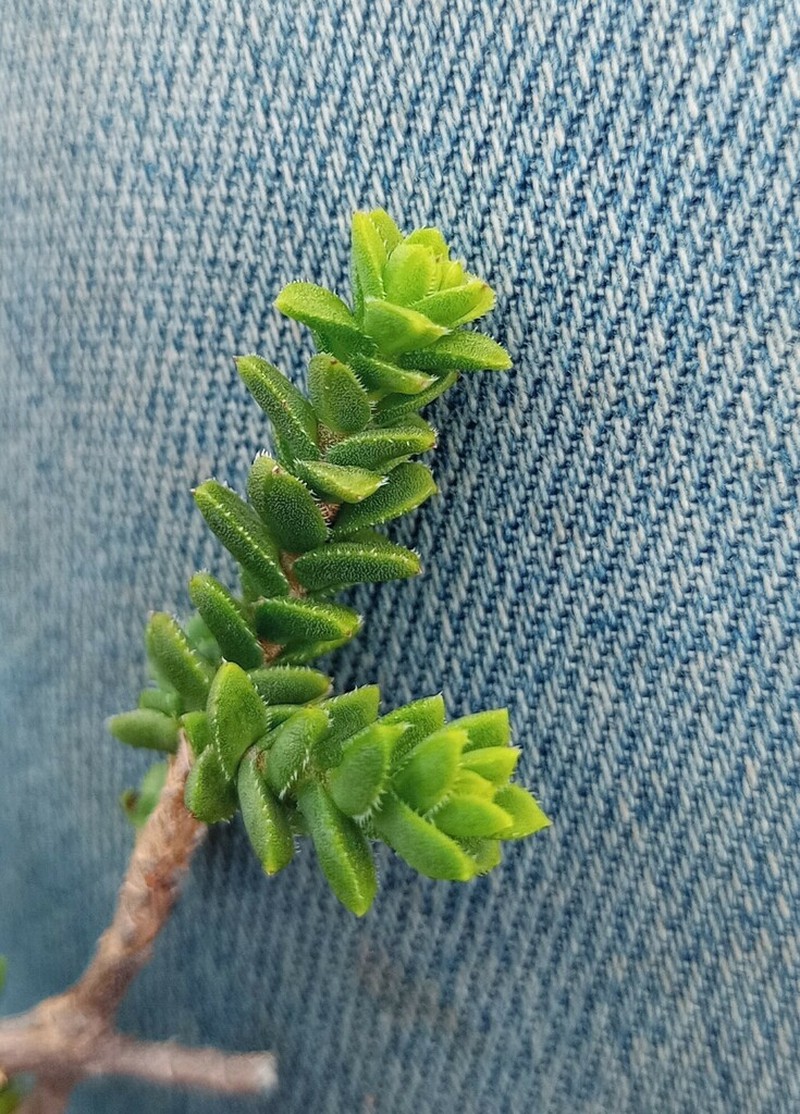 Pteronia hutchinsoniana photo 3
