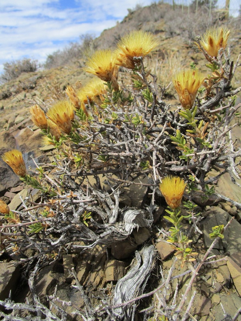 Pteronia hutchinsoniana photo 4