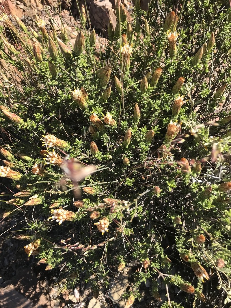 Pteronia hutchinsoniana photo 5