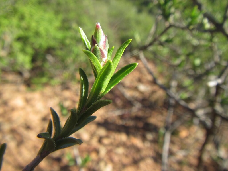 Pteronia hutchinsoniana photo 6