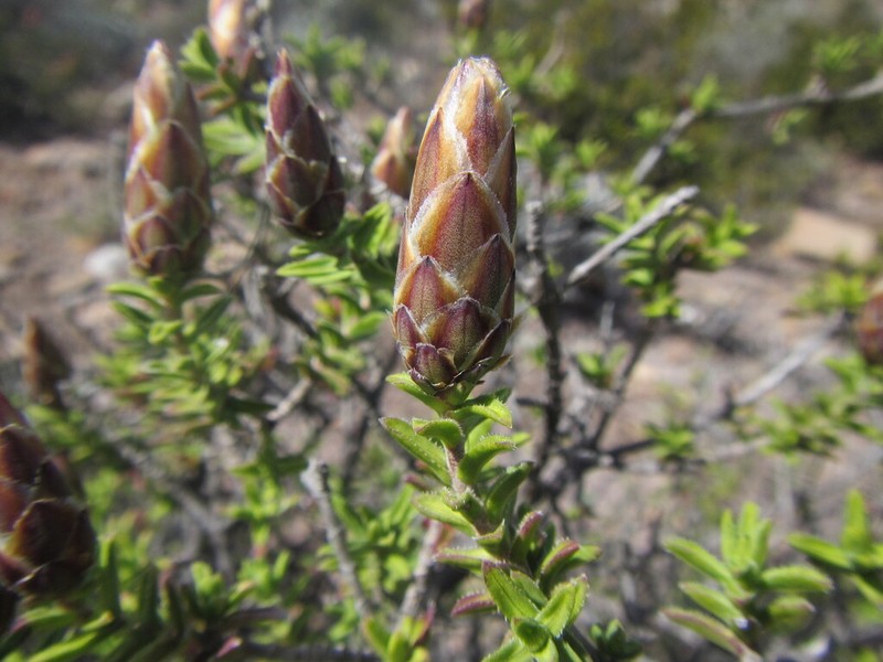 Pteronia hutchinsoniana photo 7