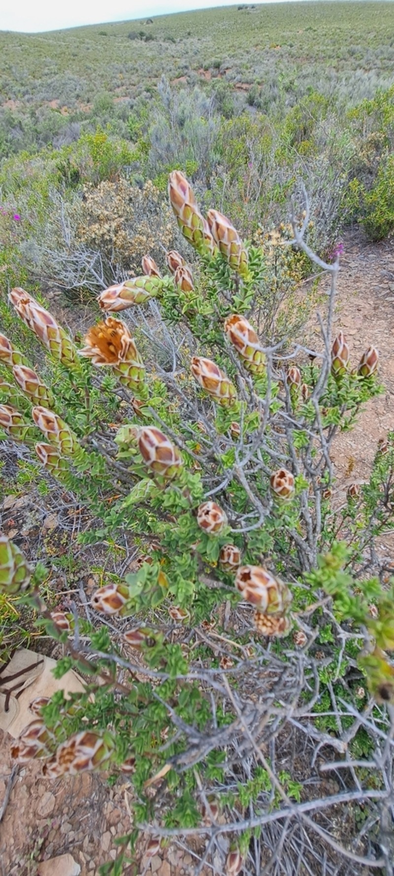 Pteronia hutchinsoniana photo 8