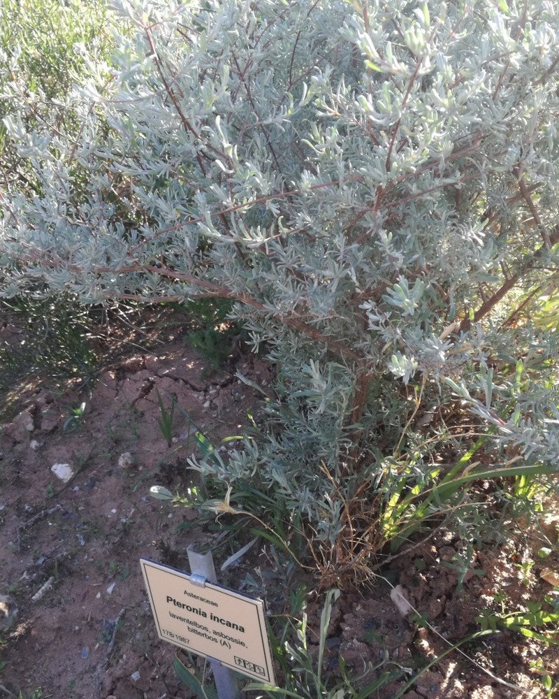 Pteronia incana