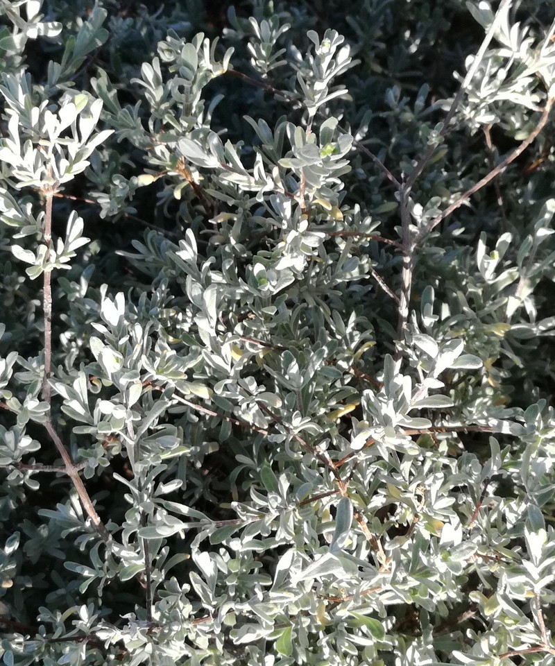 Pteronia incana photo 2