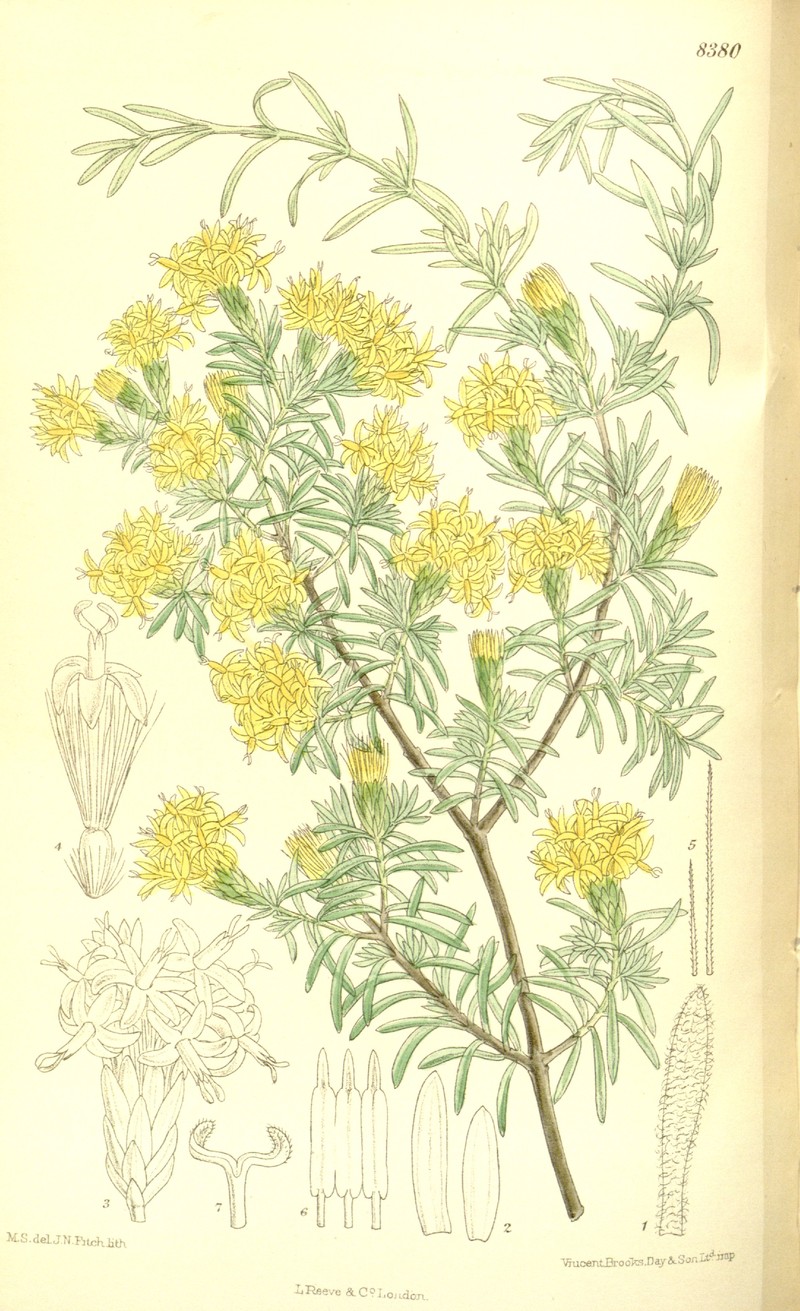 Pteronia incana photo 3