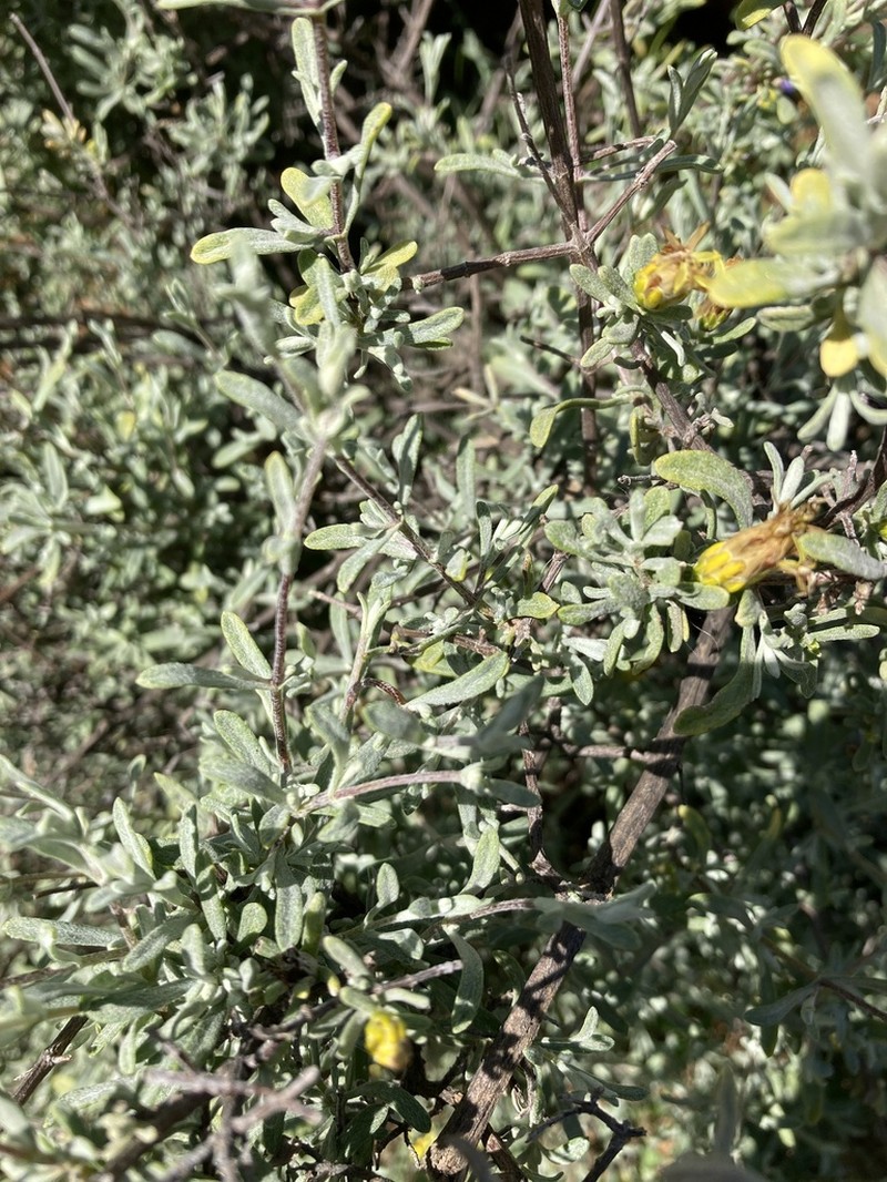 Pteronia incana photo 5
