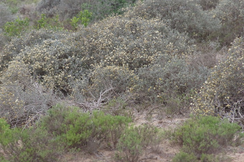 Pteronia incana photo 6