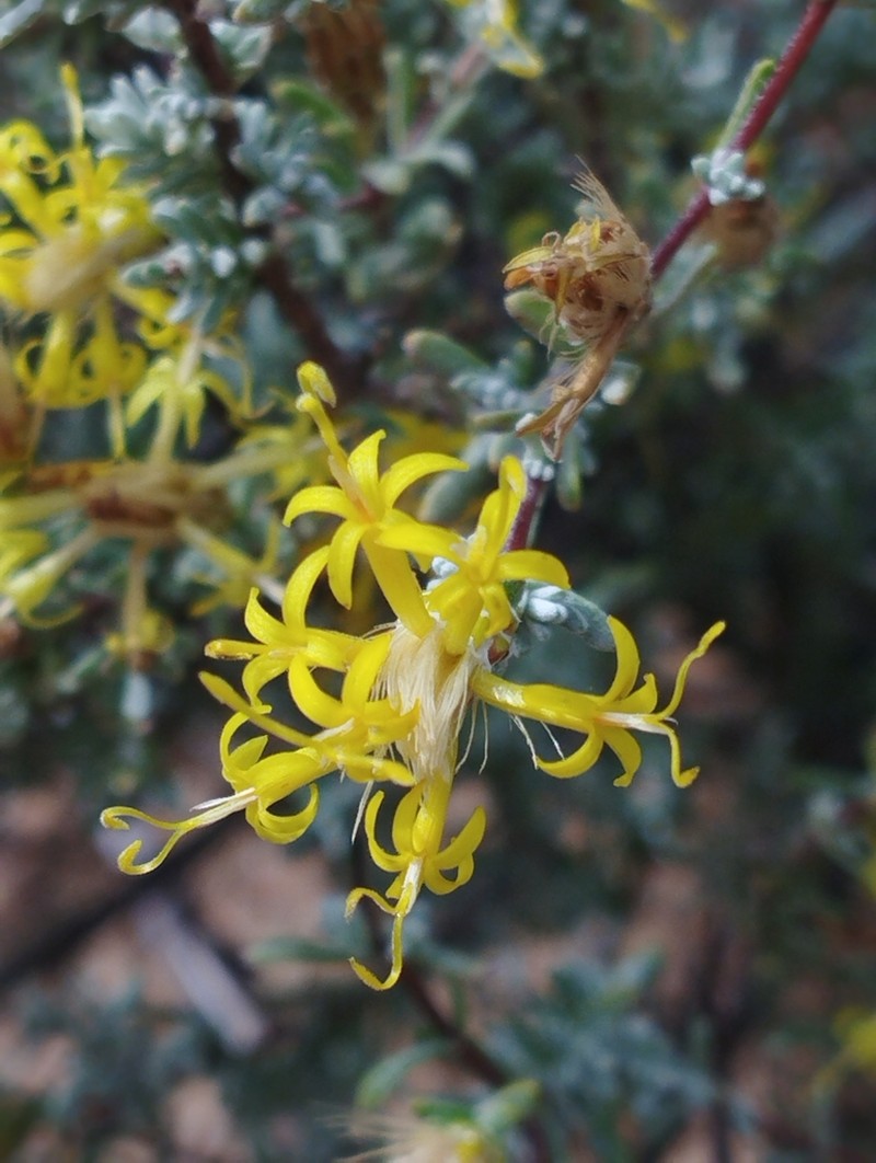 Pteronia incana photo 7
