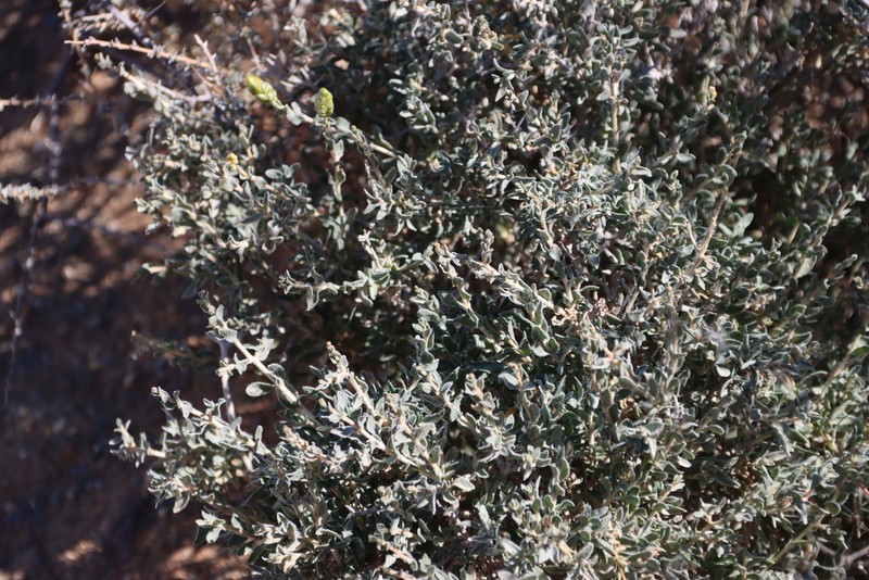 Pteronia inflexa photo 2