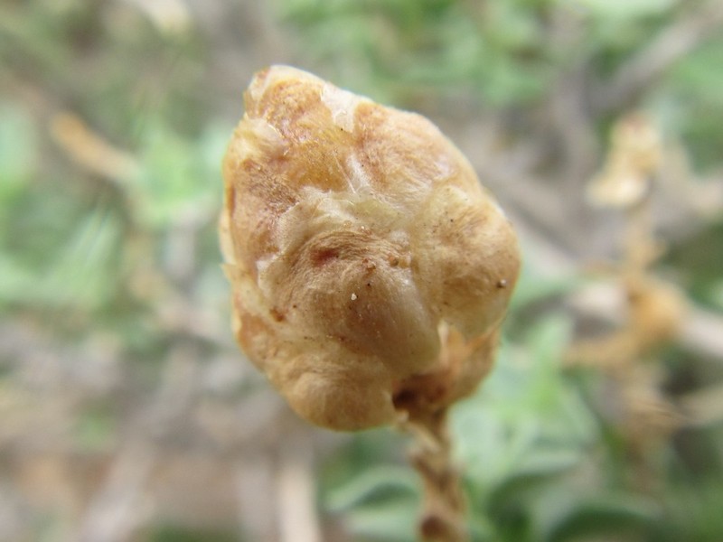 Pteronia inflexa photo 3