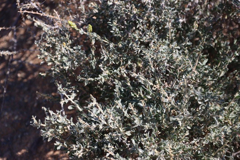 Pteronia inflexa photo 4