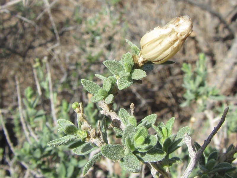 Pteronia inflexa photo 5