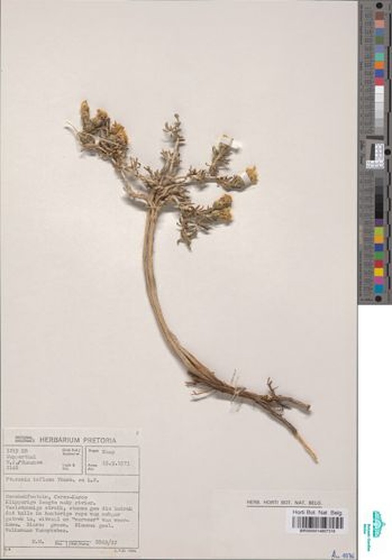 Pteronia inflexa photo 6