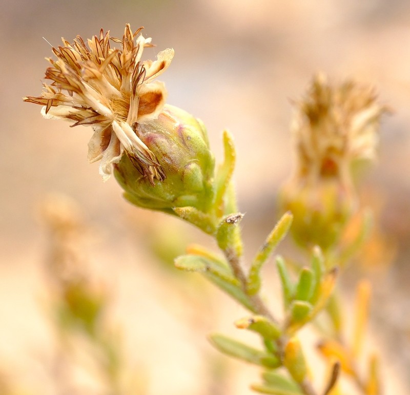 Pteronia intermedia