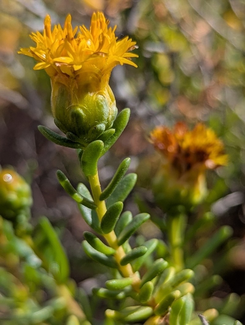 Pteronia intermedia photo 2