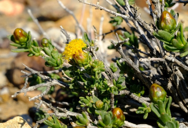 Pteronia intermedia photo 4